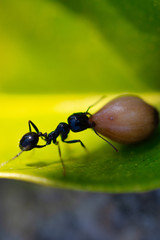 Ant carrying on leaves