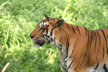 Fototapeta na wymiar The Big Cat : Tiger