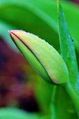 water drops on tulip bud