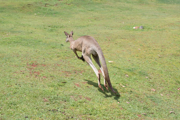 Magic Australia