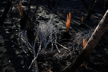 New life begins to sprout after a controlled burn on the Sydney coastland in New South Wales, Australia