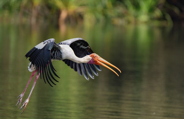 Painted Stork in Flight