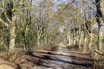 country road with a tree alley in early spring