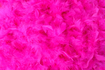 abstract bright pink background from colored feathers