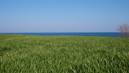 Gras vor der Ostsee