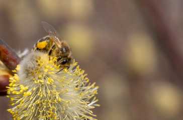 Close-up of honey bee feeding nectar of willow flowers.