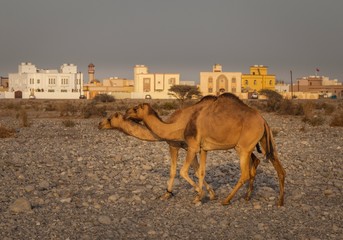 Camels walking through a desert