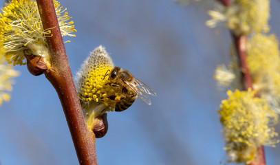 Close-up of honey bee feeding nectar of willow flowers.