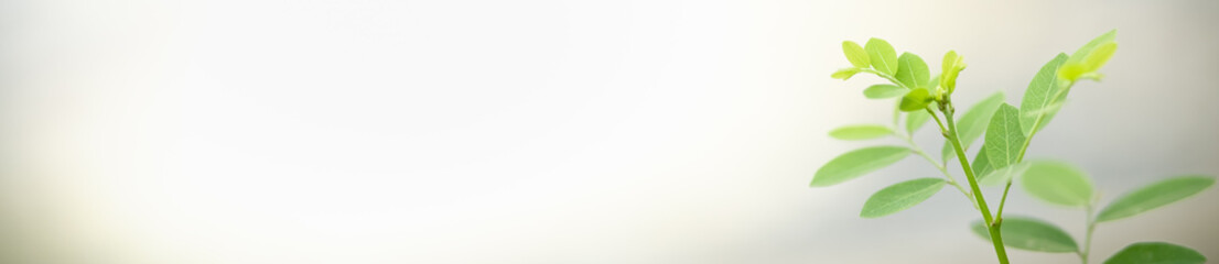 Close up beautiful nature view green leaf on blurred greenery background under sunlight with bokeh and copy space using as background natural plants landscape, ecology cover concept.