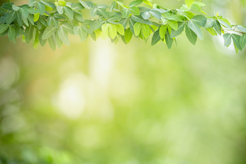 Close up of beautiful nature view green leaf on blurred greenery background under sunlight with bokeh and copy space using as background natural plants landscape, ecology wallpaper concept.
