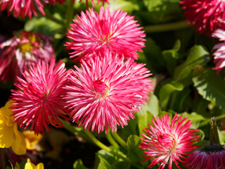 Callistephus chinensis | Reine-marguerite naine fleur de chrysanthème ou aster de Chine à pétales doubles et touffus de couleur rouge teinté de rose