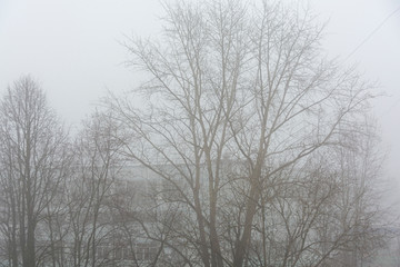 trees and houses in the fog. Abstract, atmospheric image. Background for the project and design.