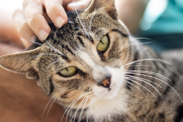 Tabby/Striped Cat, brown, black and white wool, green eyes, receiving affection from its owner and looking at the camera