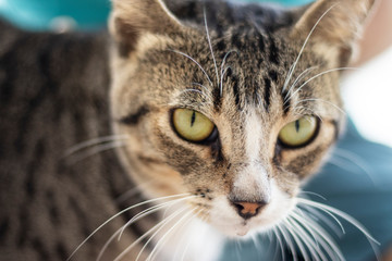 Fototapeta na wymiar Tabby/Striped Cat, brown, black and white wool, green eyes, looking at the camera