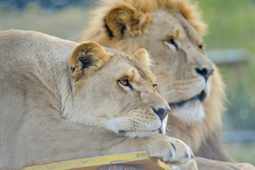 Lion et lionne se reposant sous un grand soleil d'été