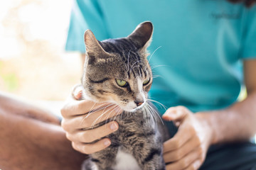 Tabby/Striped Cat, brown, black and white wool, green eyes, receiving affection from its owner