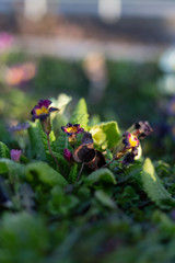 colorful flowers before eastern