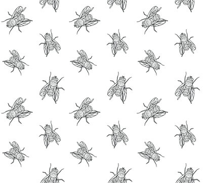 Vector seamless pattern of hand drawn doodle sketch fly insect isolated on white background
