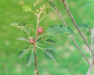 Green small honey crisp apple on tree branch at homegrown garden in Texas, America