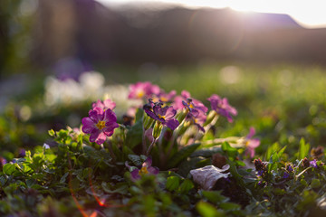 Obraz premium colorful flowers before eastern