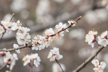 Obraz premium White cherry flowers in spring