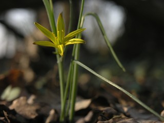 Yellow flower in the spring forest