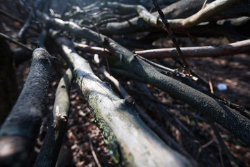 Obraz premium perspective view close up of dry branches fallen tree. Small field of depth on wooden snag. campfire windbreak material. weaved gray twigs