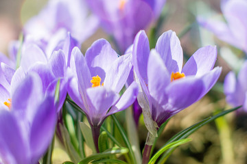 Crocuses are the first purple spring flowers in nature on a clear Sunny spring day. Close-up.