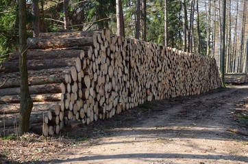 Massenweise Baumholz lagert im Wald 