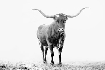 Texas longhorn cow isolated on white background in black and white, large horns on farm animal.