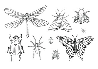 Vector set bundle of hand drawn doodle sketch insects isolated on white background