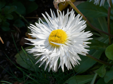 Graines D' Aster Ou Reine Marguerite Branchue Américaine Variée | Graines