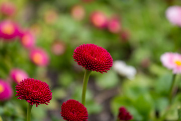 Red Bellis Flowers with a Shallow Depth of Field
