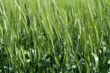 Unripe ears of wheat in sunlight