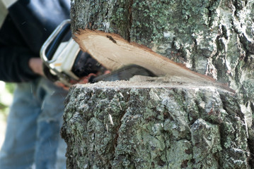 Close up of chain saw cutting down big old birch tree