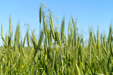 Unripe ears of wheat in front of blue sky