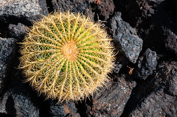 cactus grows among stones