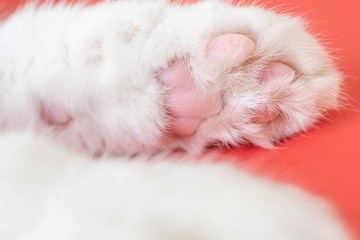 Paws of a white cat on red background. Top view, minimalism. Cute picture. Concept of pets, cat...