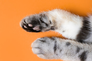 Paws of a gray cat on an orange background. Top view, minimalism. Cute picture. Concept of pets,...
