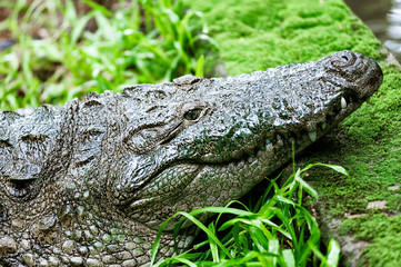 The mugger crocodile, Indian crocodile, India