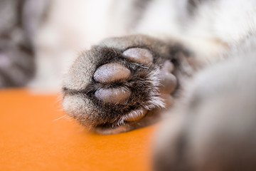 Paw of a gray cat on an orange background. Top view, minimalism. Cute picture. Concept of pets, cat grooming. Image for banner, place for text...