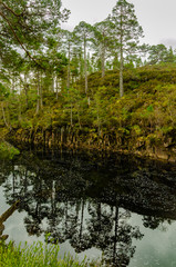 Obraz premium Reflection of trees in the water. Beautiful Scotland Highlands.
