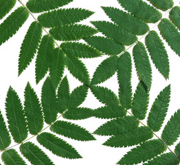 Green leaves of trees and bushes on a white background. layout, flatlay. 