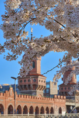 Obraz premium Berlin Spring. white and pink blossoming cherry trees with blurred towers of the Oberbaum bridge at the Warsaw Street in Berlin's city centre behind , sunny day with beautiful blue sky 