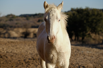 Young white horse in rural farm landscape close up for portrait.