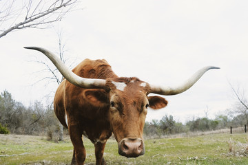 Texas longhorn cow close up with large horns, water dripping from nose.