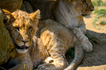 gros plan d'un jeune lionceau sous un rocher et soleil d'été