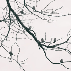 Seven sparrow sitting on tree branches distanced from each other. Social distance concept. Black and white.