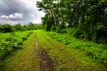 Fototapeta na wymiar Road deep in the tropical dense vibrant lush forest
