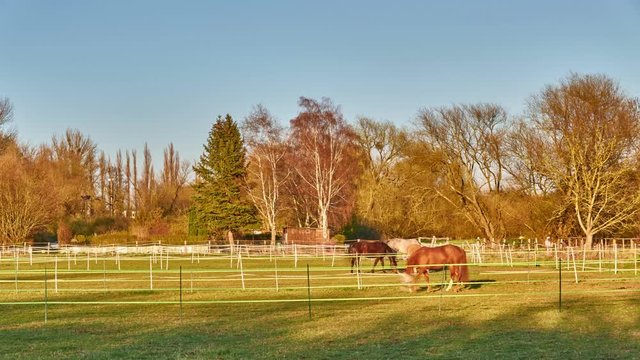 A beautiful horses grazing in a green meadow in Germany. Timelapse